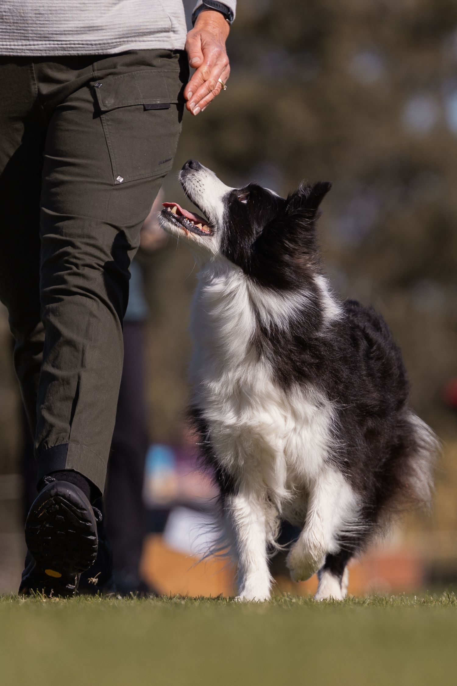 Black and white Border Collie attentively heeling beside trainer during obedience training session on green grass.