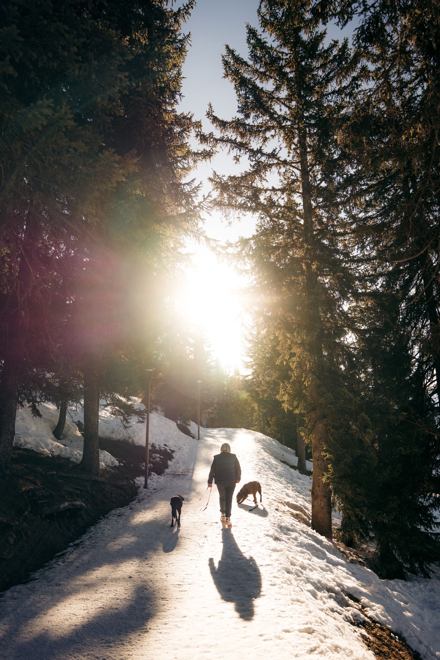 promeneur avec un chien sur la liaison piétonne de la forêt à la rosière