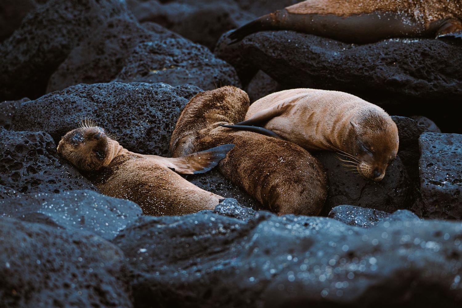 Three brown sea lions resting on dark volcanic rocks in the Galapagos Islands.