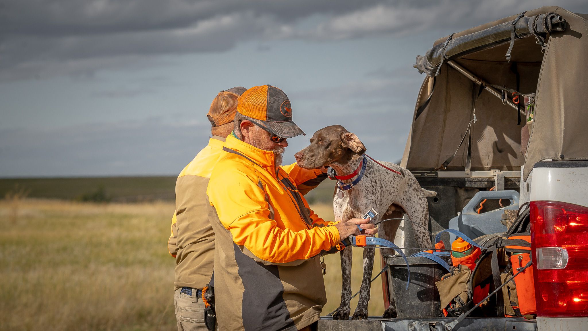 Hunter in orange jacket with hunting dog at truck tailgate in open field during upland bird hunting trip.