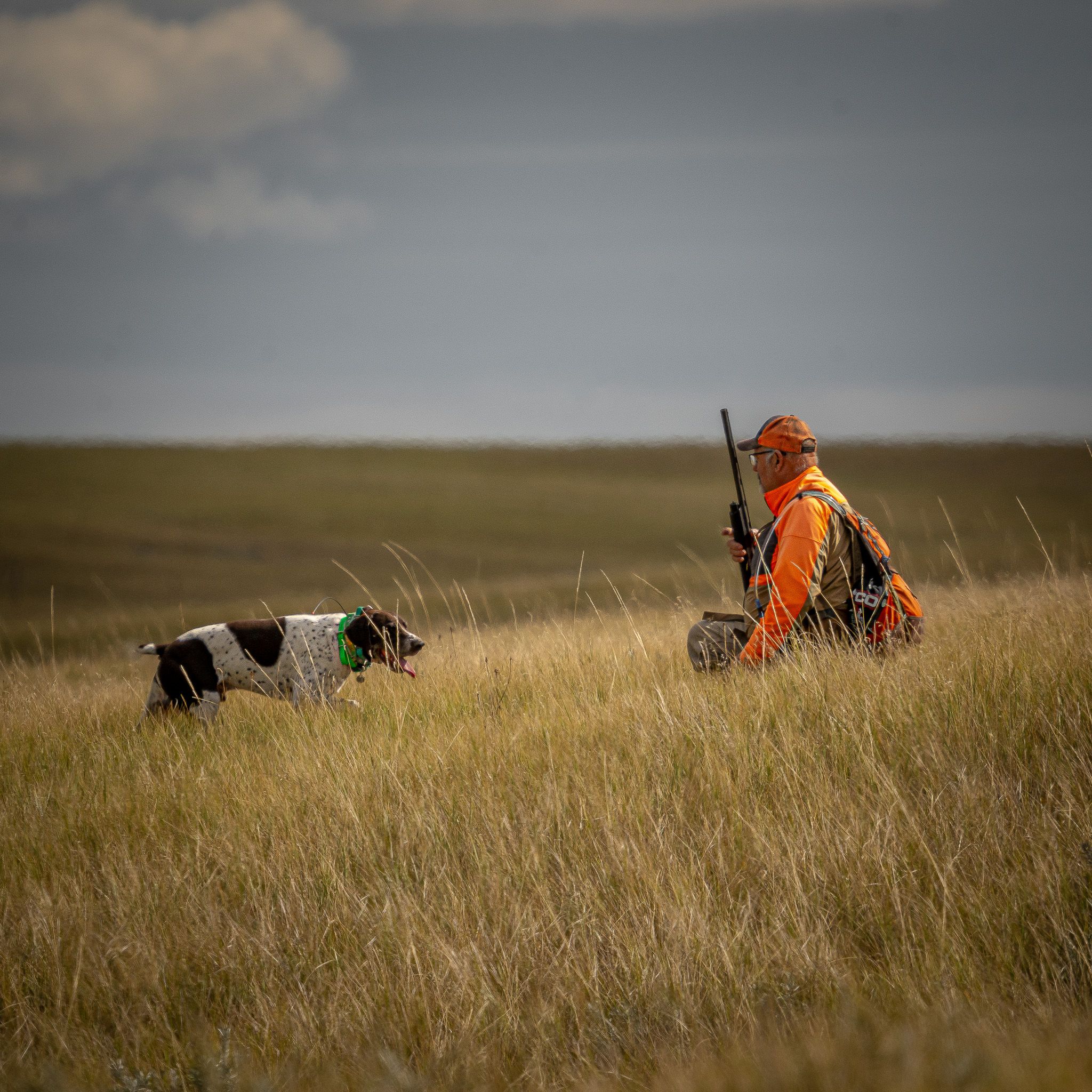 Hunter in orange vest walks through tall grass prairie with a spotted hunting dog during a bird hunting expedition.