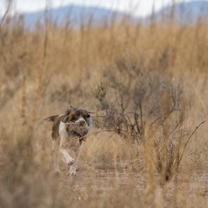 A brown and white Springer Spaniel dog running through tall dry golden grass in an open field.