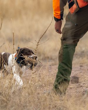 A hunting dog retrieves game in a dry field beside a hunter wearing orange vest and green pants.