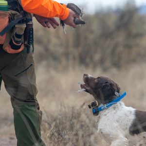 Hunter in orange vest shows harvested bird to eager brown and white spaniel dog wearing blue collar outdoors.