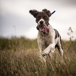 A lively brown and white springer spaniel runs through tall grass with tongue out and ears flying.