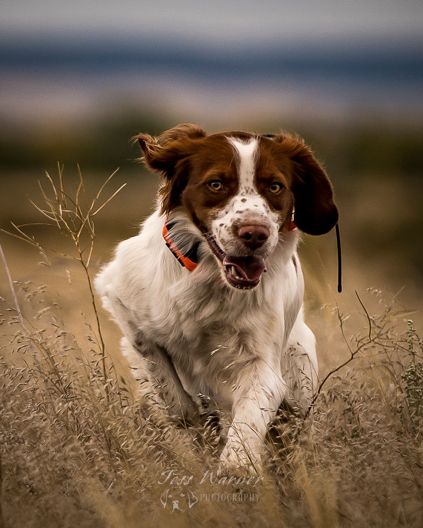 A happy Brittany Spaniel dog runs through tall golden grass in an open field, wearing an orange collar.