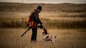 Hunter in orange vest with rifle and hunting dog in golden grassland field during upland bird hunting season.