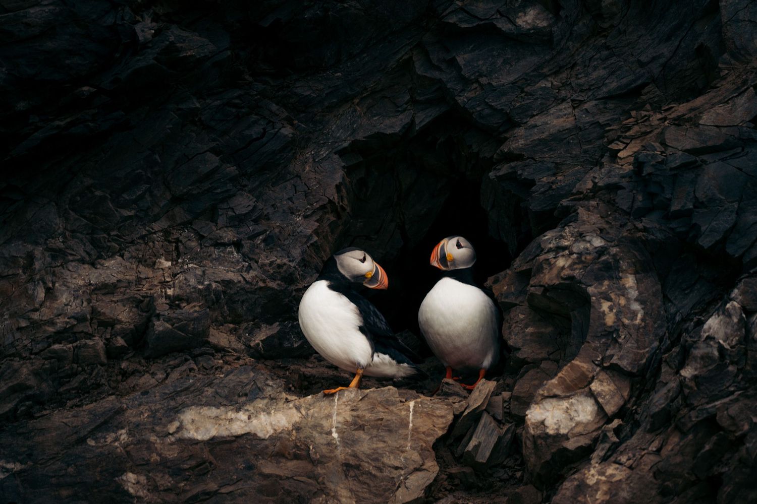 Deux macareux moines côte à côte à l'entrée d'une cavité de la falaise
