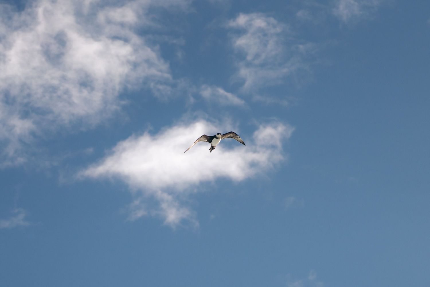 labbe parasite volant dans un ciel bleu au svalbard