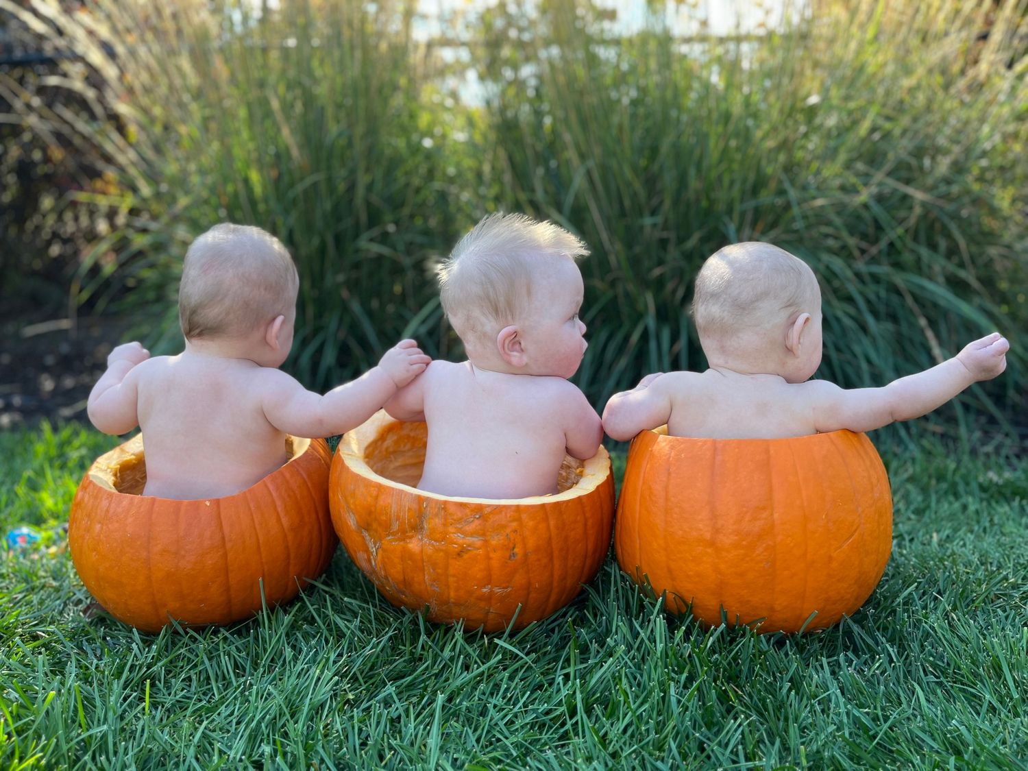 Three babies sitting in carved pumpkins on green grass, a charming Halloween photo shoot outdoors.