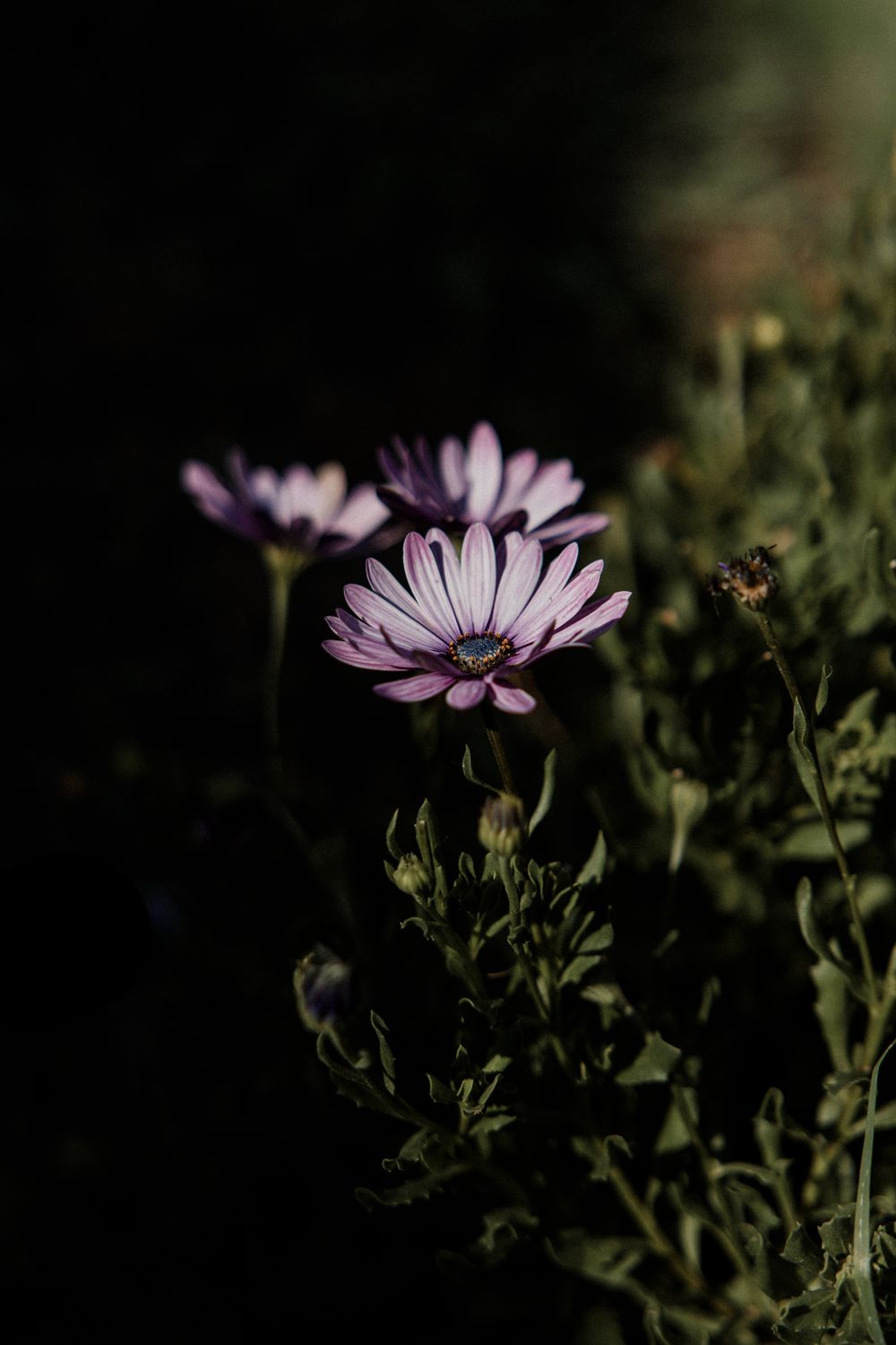 Purple daisy flowers blooming in a dark garden, with green foliage and soft bokeh background.