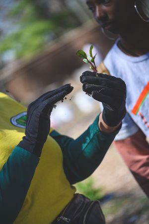 Two people wearing black gloves examine a small green seedling with soil during an outdoor planting activity.
