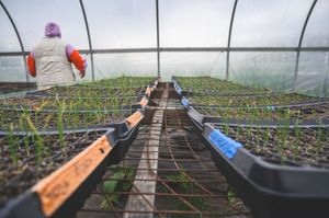 Worker tending seedling trays in a greenhouse with rows of young plants growing in a polytunnel farm.