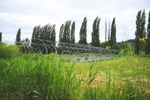 Greenhouse tunnel frames in a lush green field with tall poplar trees and wildflowers under a cloudy sky.