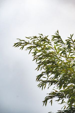 Green bamboo branches with slender leaves against a pale gray overcast sky.