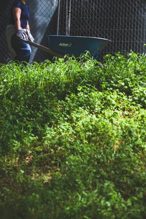 Person pushing a blue Jackson wheelbarrow along a lush green overgrown garden path beside a chain-link fence.