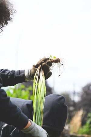 Gardener in gloves holding freshly harvested green onions with roots and soil outdoors.