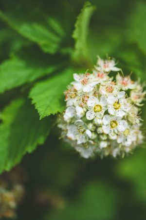 Close-up of white blackberry blossoms with yellow centers blooming among vibrant green leaves in natural garden setting.