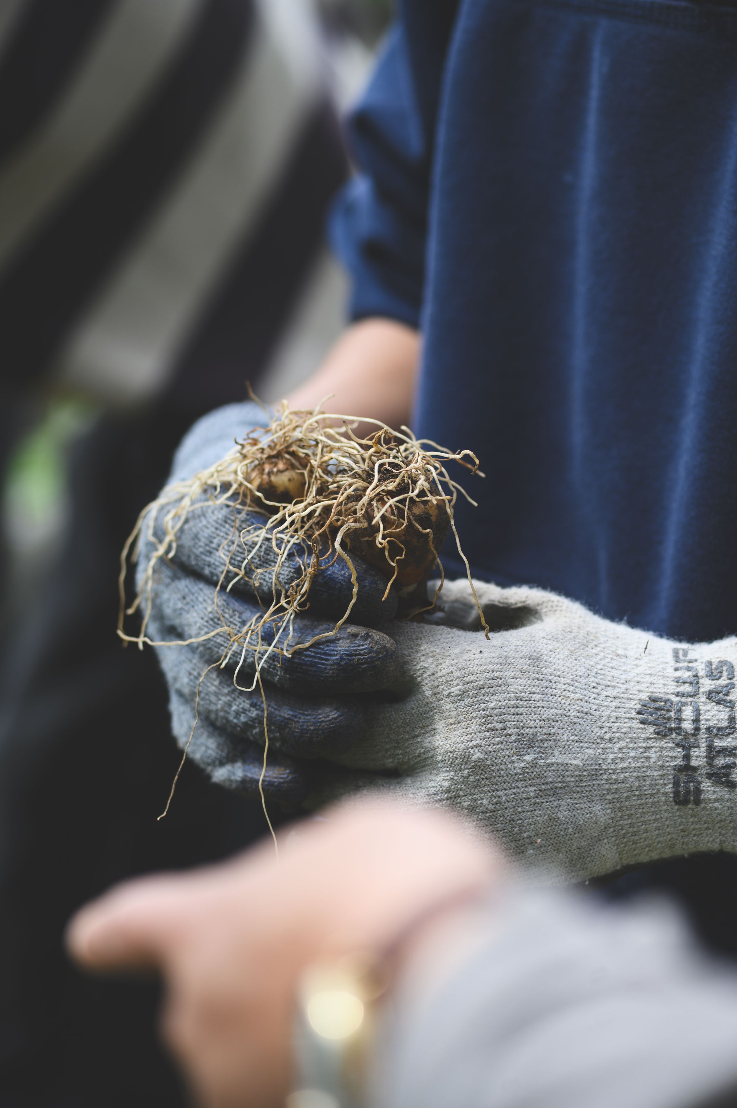 Gloved hands holding plant roots during gardening, wearing gray Atlas work gloves and blue shirt outdoors.