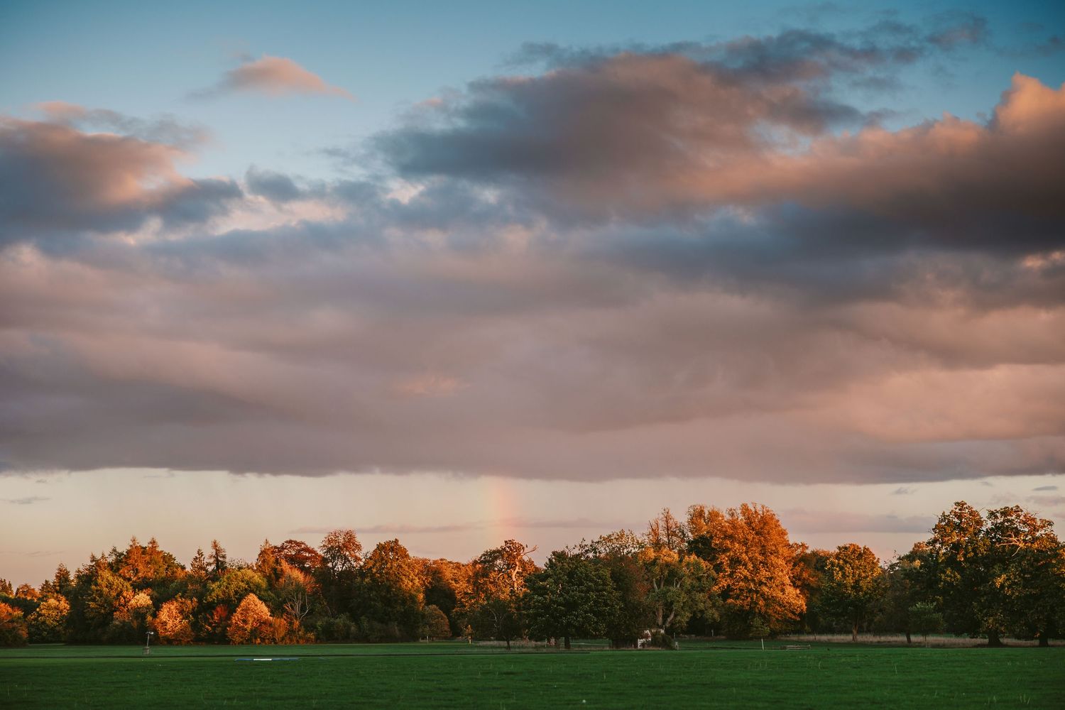 Golden hour sky with pink-tinged clouds above a green field and a row of orange autumn trees.