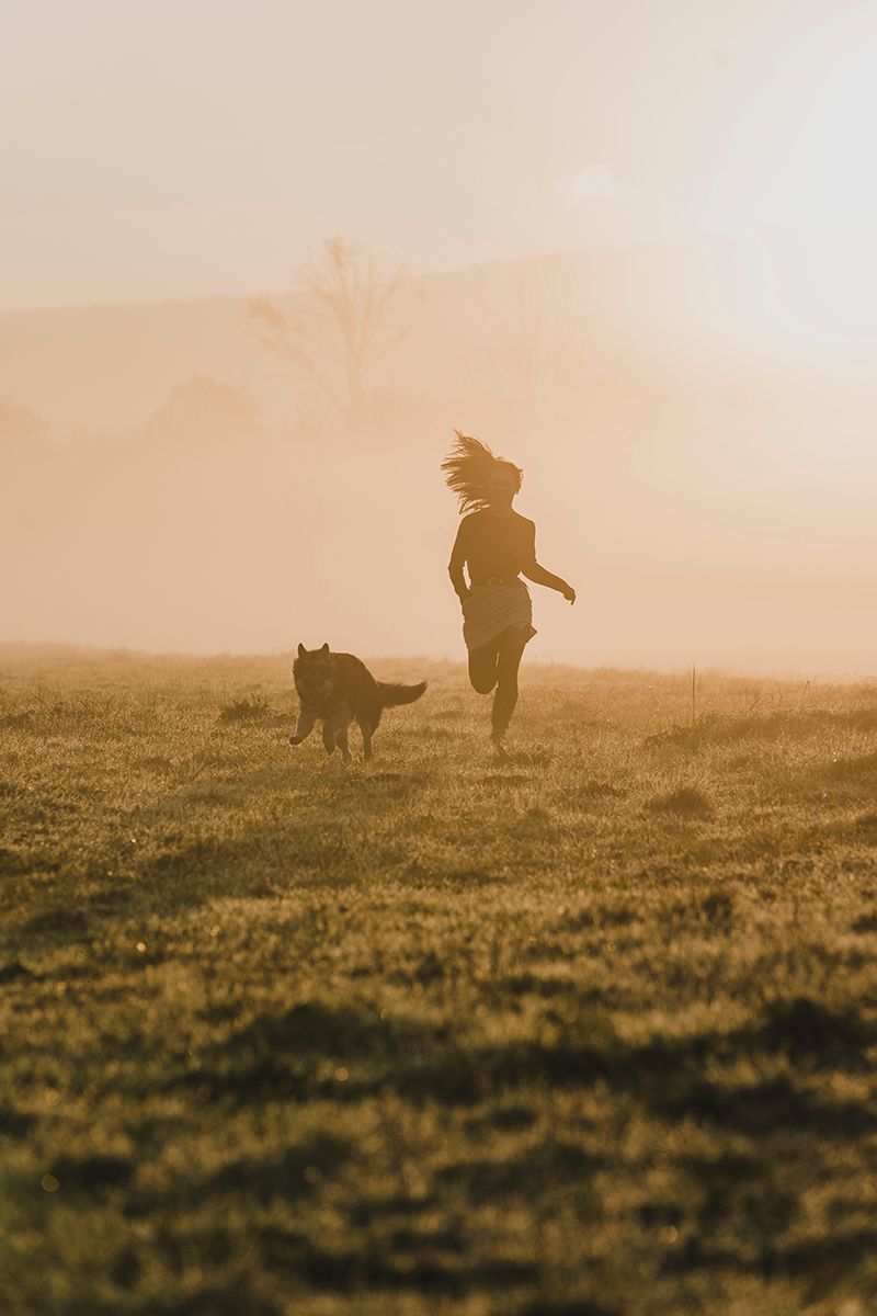 Soft golden sunrise glows through misty trees above a field of purple wildflowers.