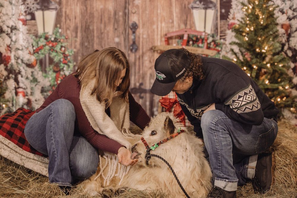 Couple sitting on hay with a white goat in a festive Christmas photo session with holiday decorations.