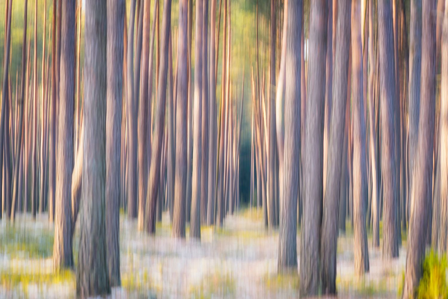 Pineta con effetto mosso e luce dorata tra i tronchi