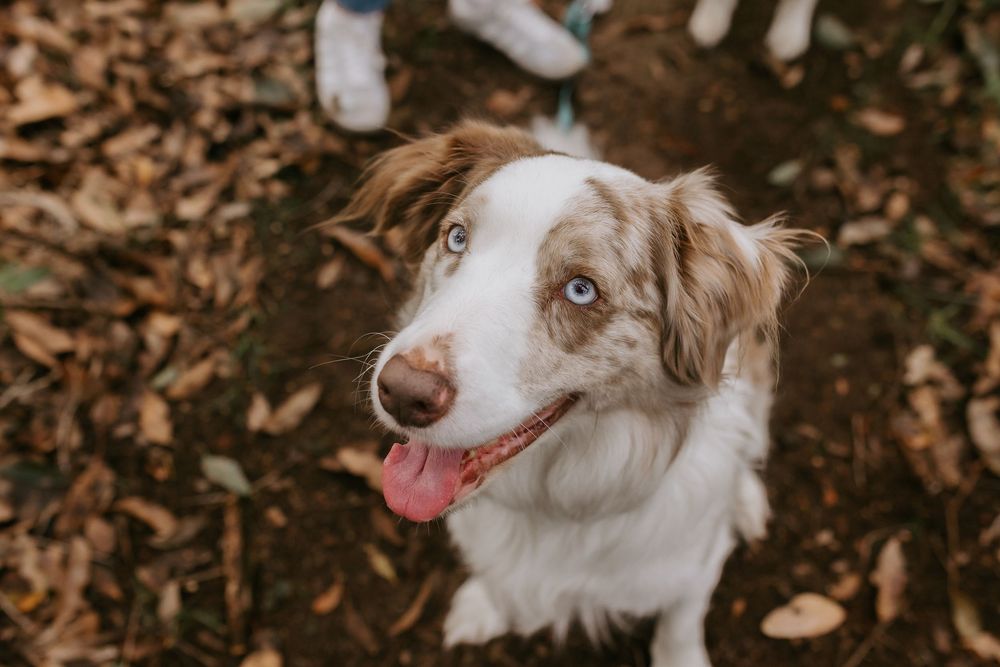 A happy Australian Shepherd dog with heterochromia eyes looks up, tongue out, surrounded by autumn leaves.