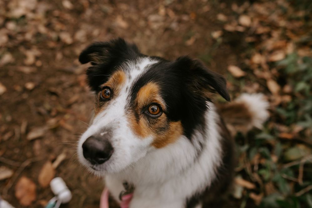 Adorable tricolor Border Collie puppy looking up at camera with curious expression outdoors.