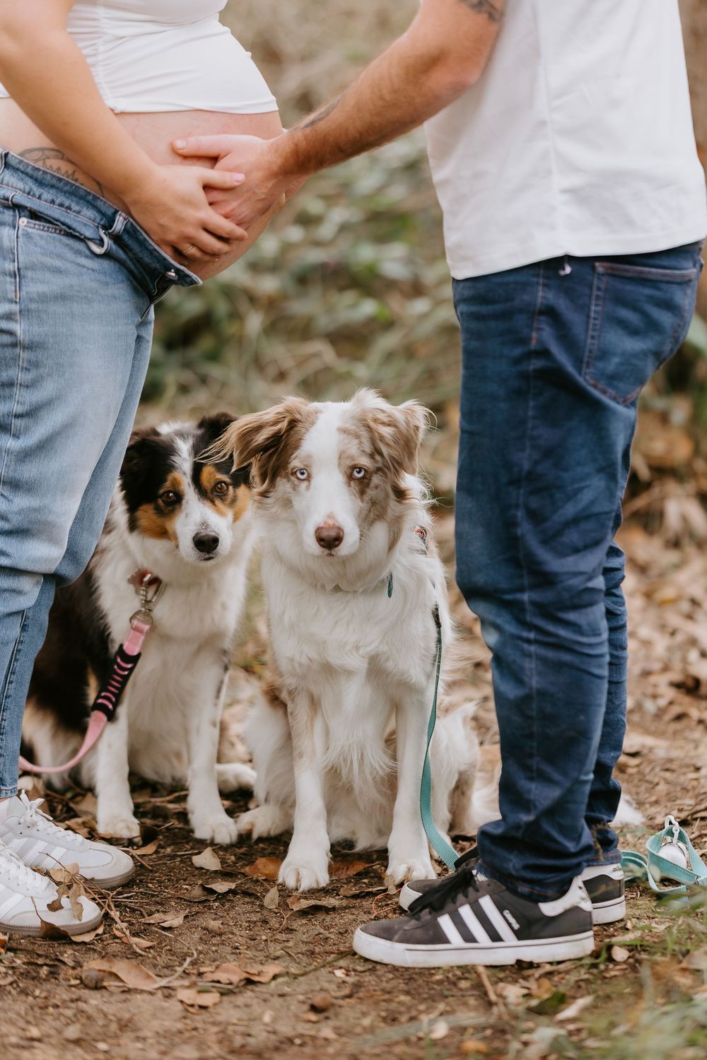 Two Australian Shepherd dogs sit between a pregnant couple holding hands outdoors on a forest path.