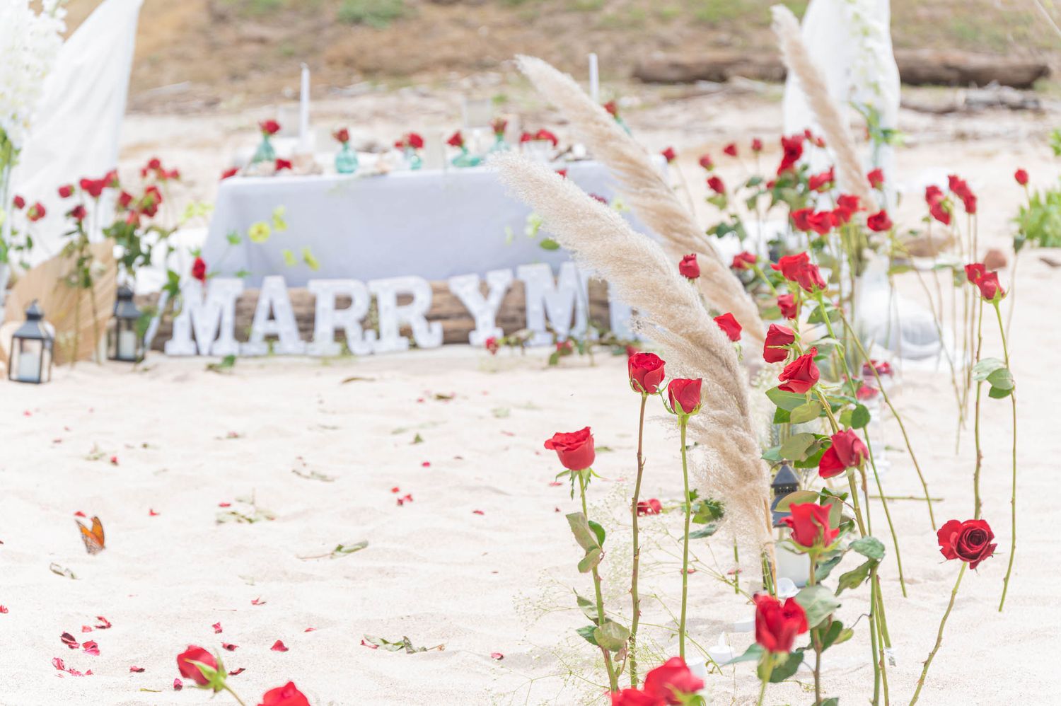 Beach marriage proposal setup with MARRY ME letters, red roses, and pampas grass decorations on white sand.