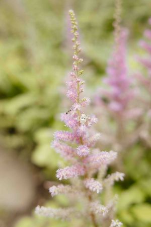 Delicate pink astilbe flowers in full bloom with a small insect perched on the feathery plumes in a garden.