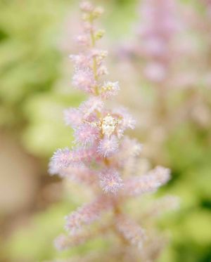 Soft pink astilbe flowers in full bloom with feathery plumes against a blurred green garden background.