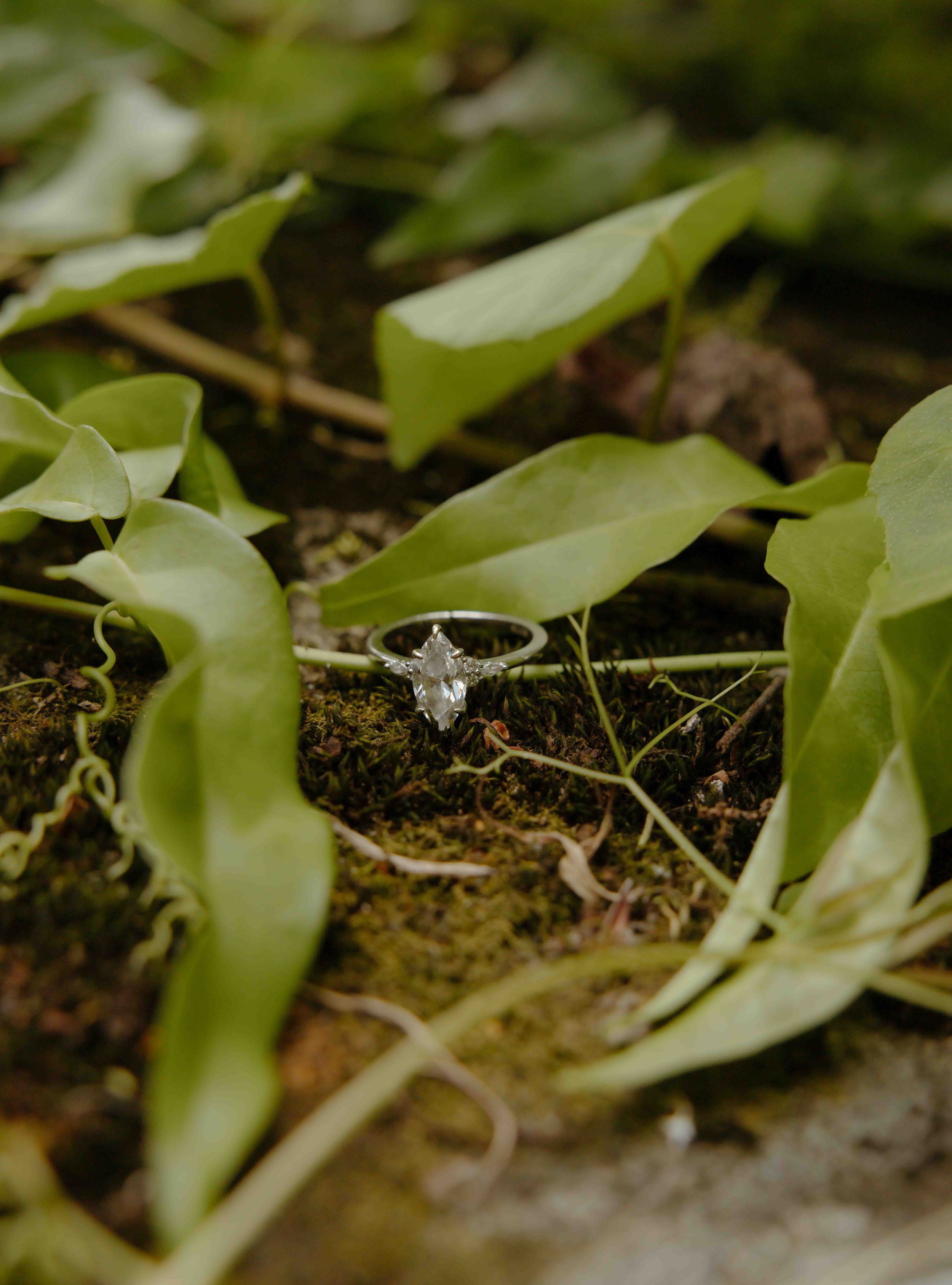 Marquise diamond solitaire engagement ring resting on moss and green leaves in nature.