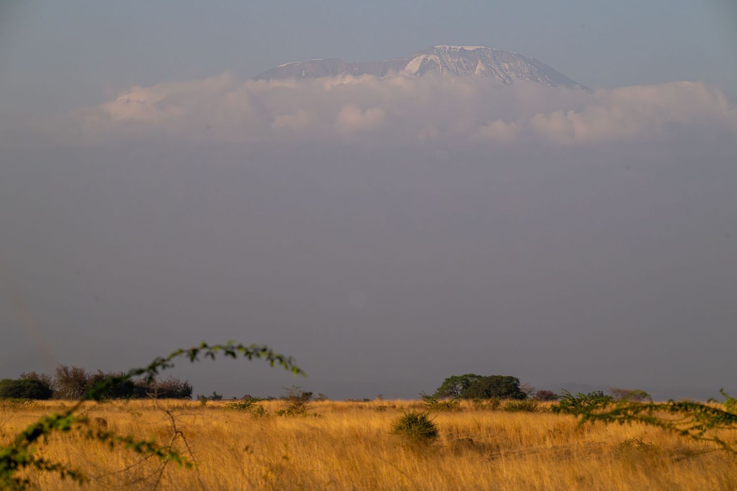 Golden savanna grassland with Mount Kilimanjaro snow-capped peak rising above clouds in the background.