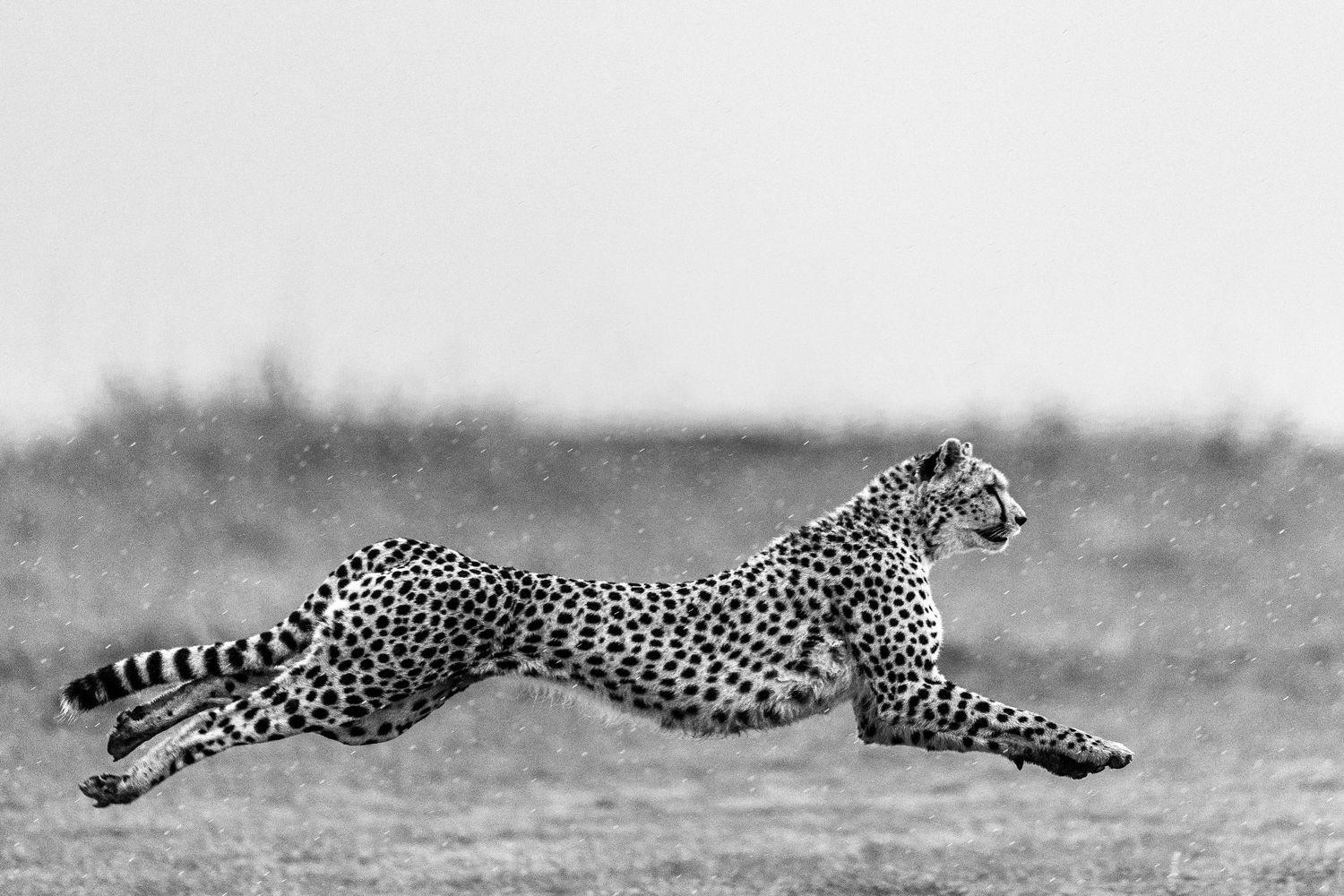 cheetah running