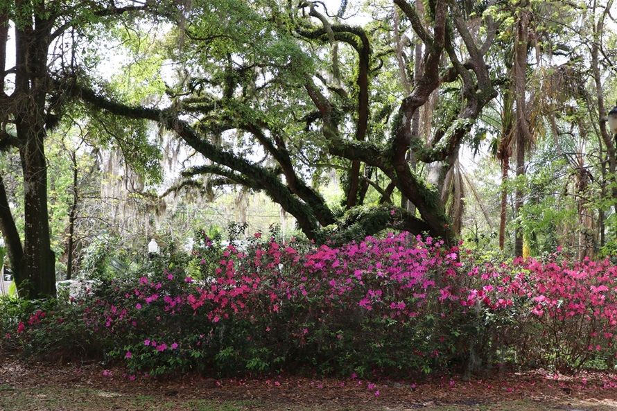 Vibrant pink azaleas bloom beneath sprawling live oak trees draped with Spanish moss in a lush Southern garden.