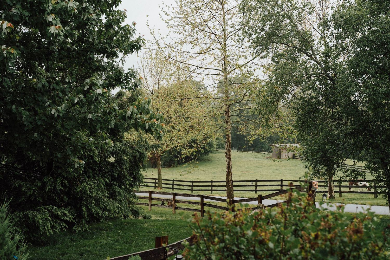 Lush green countryside garden with wooden fence, mature trees, and open meadow on a cloudy day.