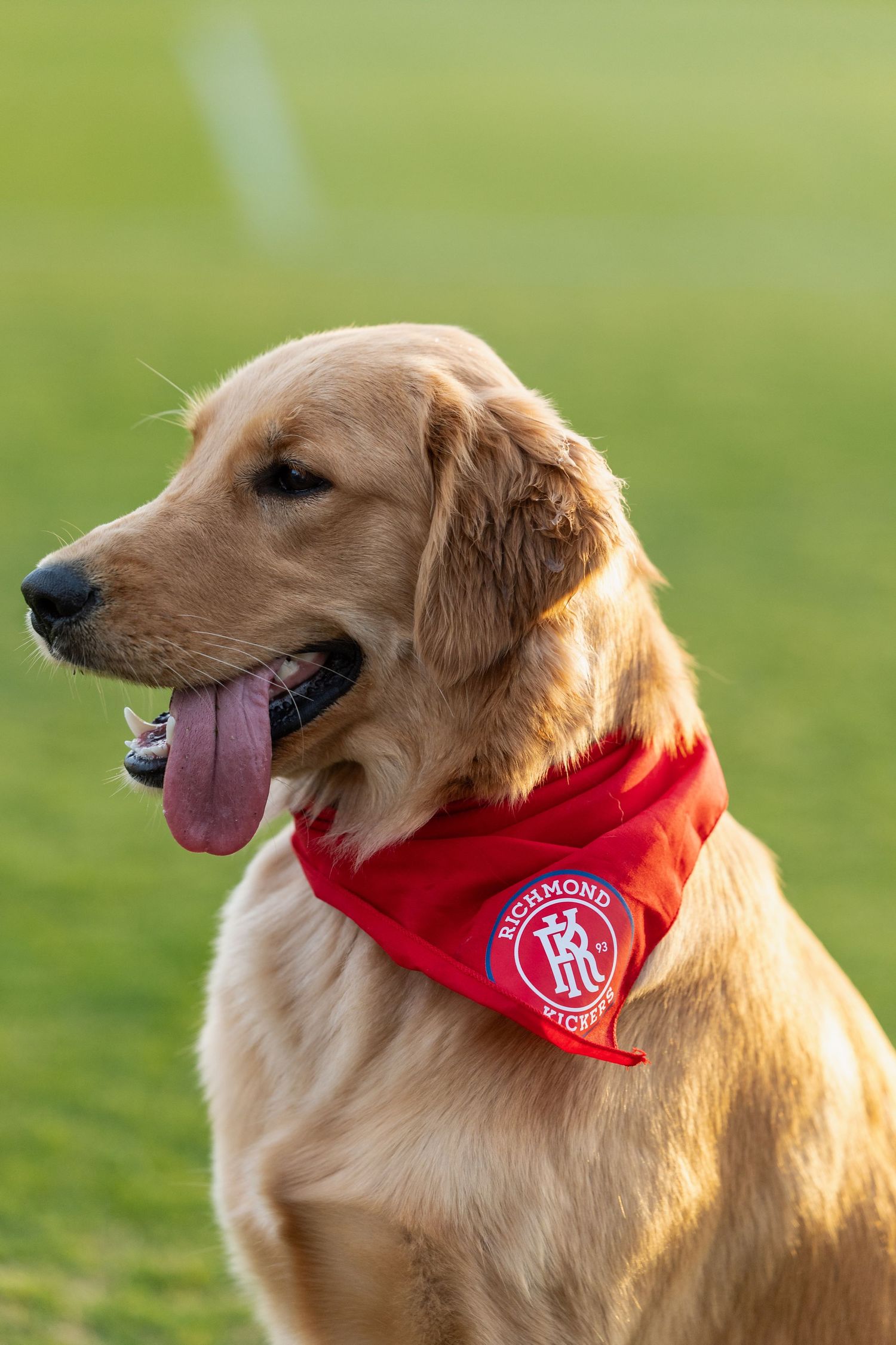 Golden retriever wearing a red bandana photographed in profile against green grass.