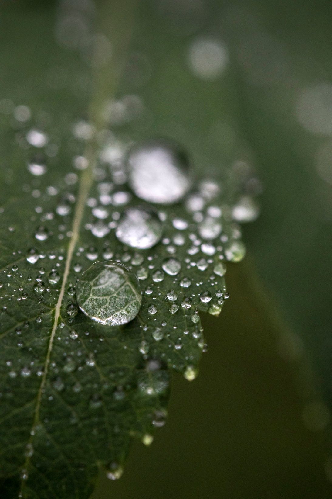 Macro close-up of water droplets on a green leaf after rain.
