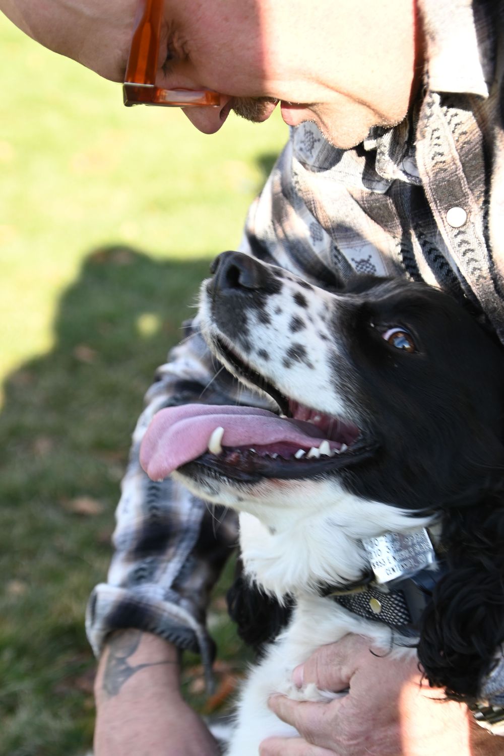 A black and white dog smiles with its tongue out while someone pets it outdoors.