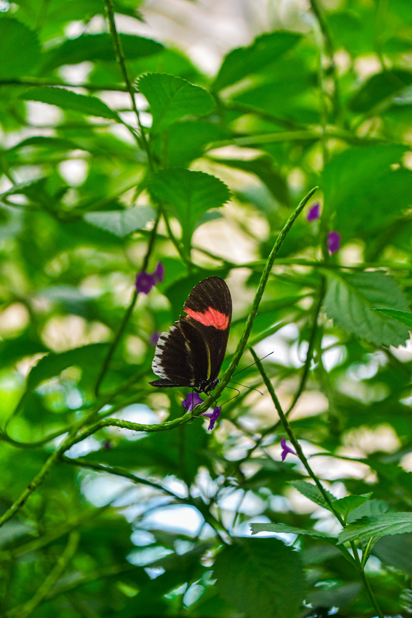 Black and red butterfly perches on green leaf in garden setting.