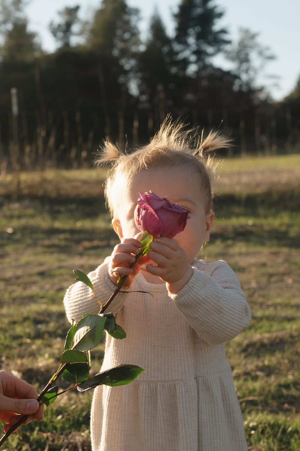 baby holding a pink rose in front of her face