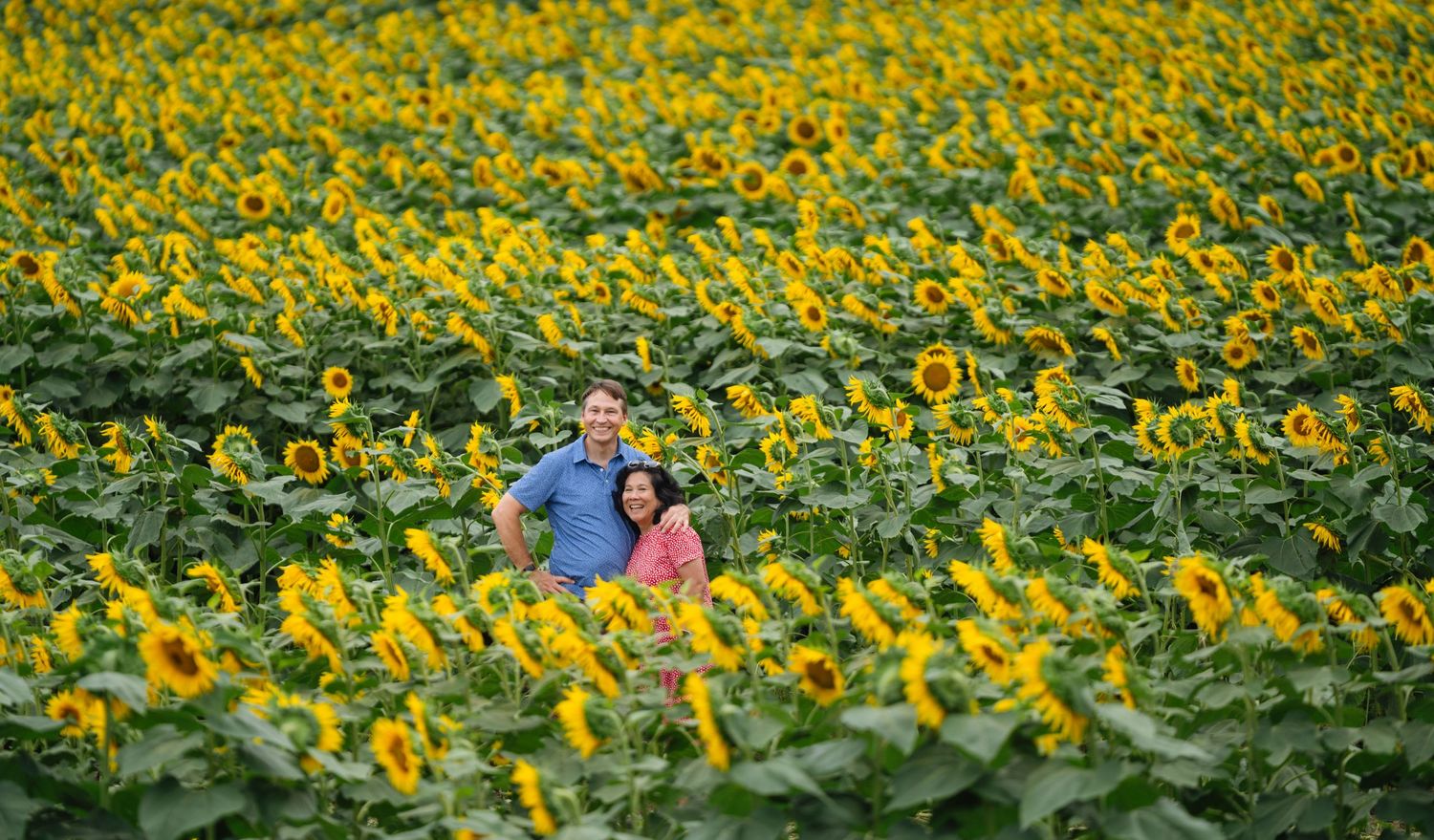 A vibrant field of yellow sunflowers stretches across the landscape on a sunny day.