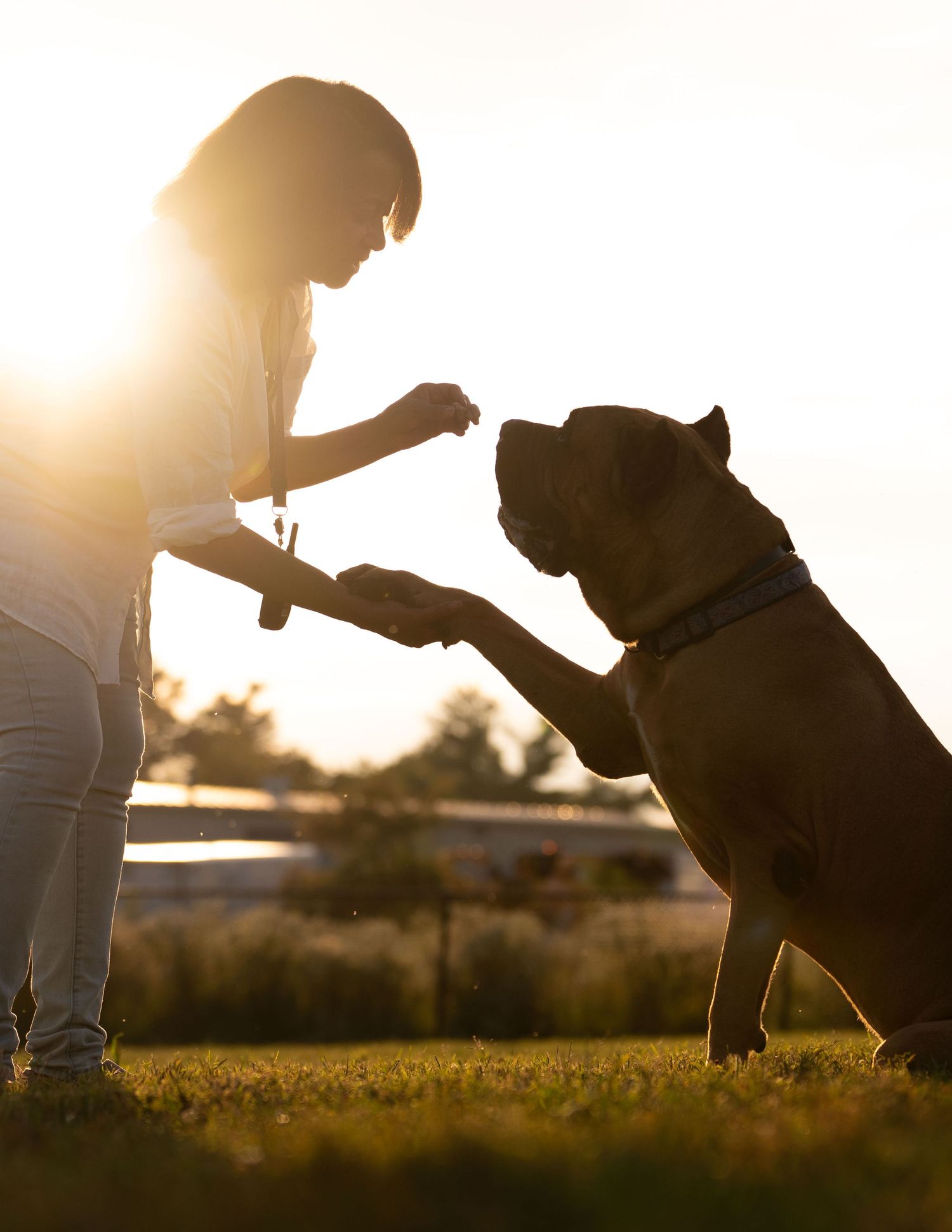 Silhouette of a person playing fetch with their dog at sunset in a grassy field.