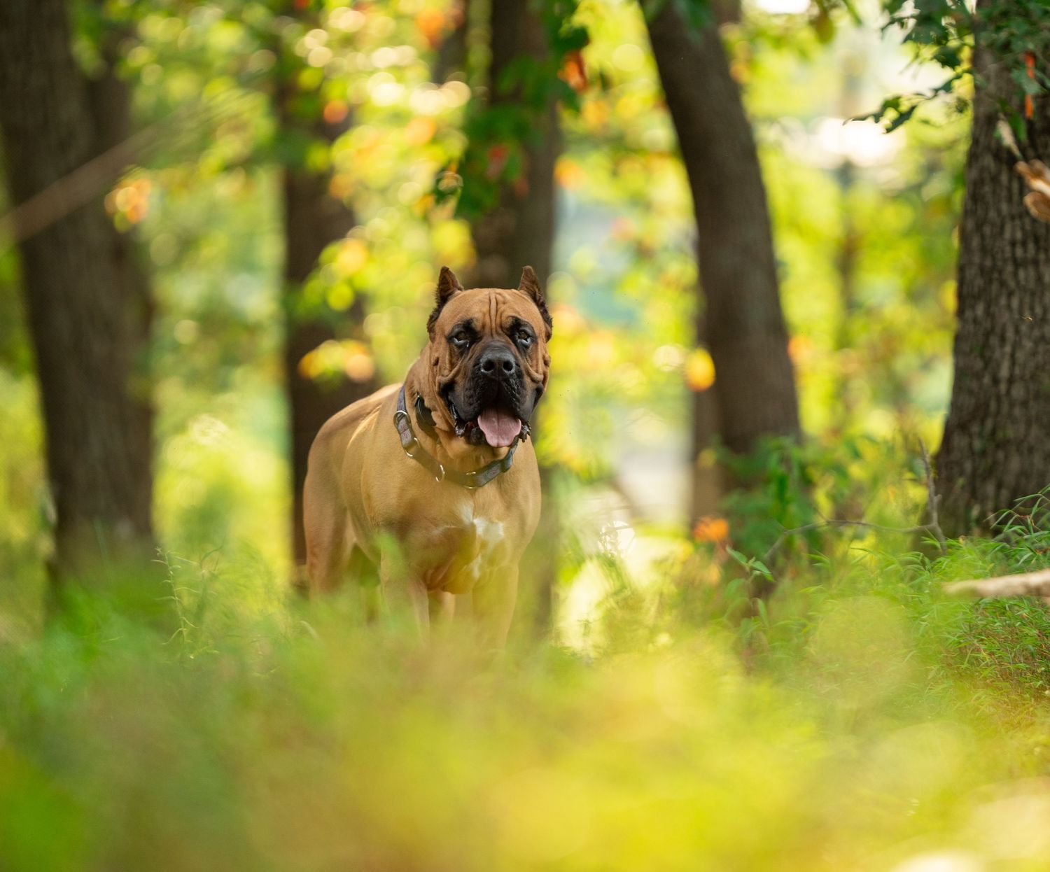 Belgian Malinois dogs playing and running through a sunlit forest setting.