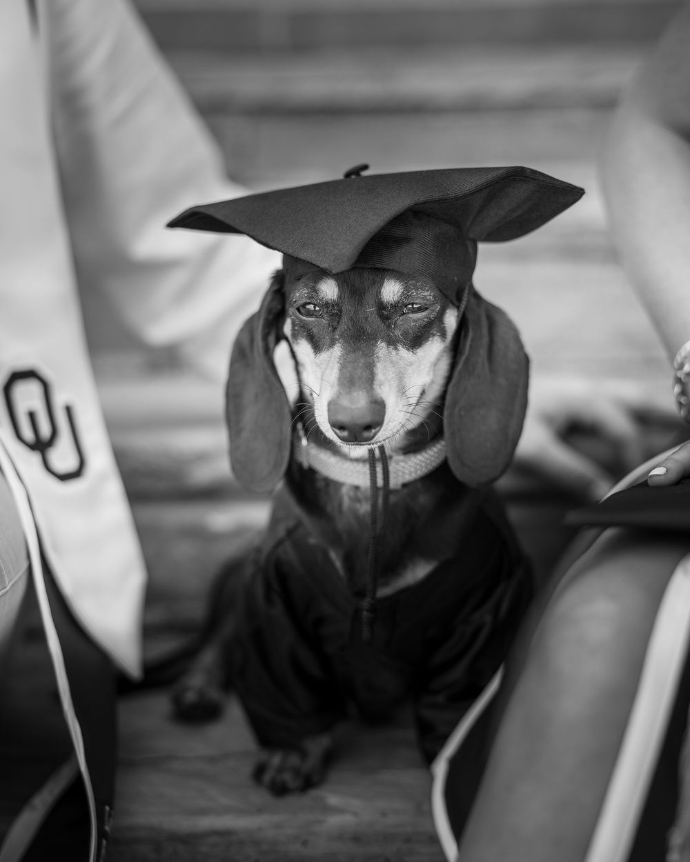 A dachshund dog wearing a graduation cap and gown poses for a photo near University of Oklahoma gear.