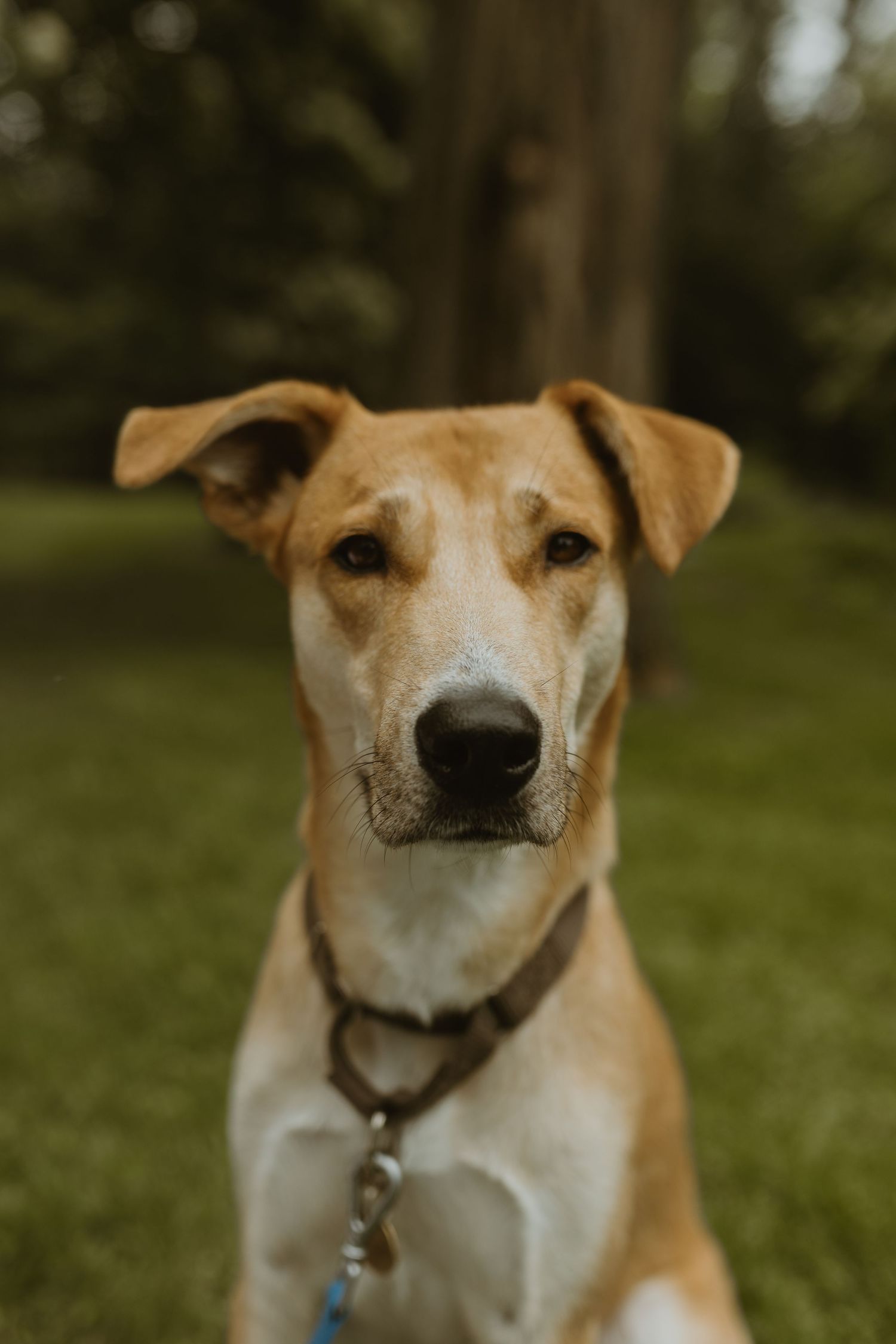 Long Island couple dog