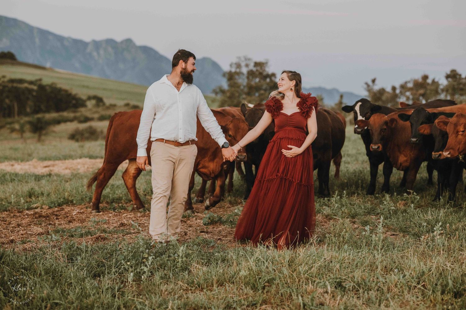 Pregnant couple holding hands in a field with brown cattle and mountains in the background during a maternity photoshoot.
