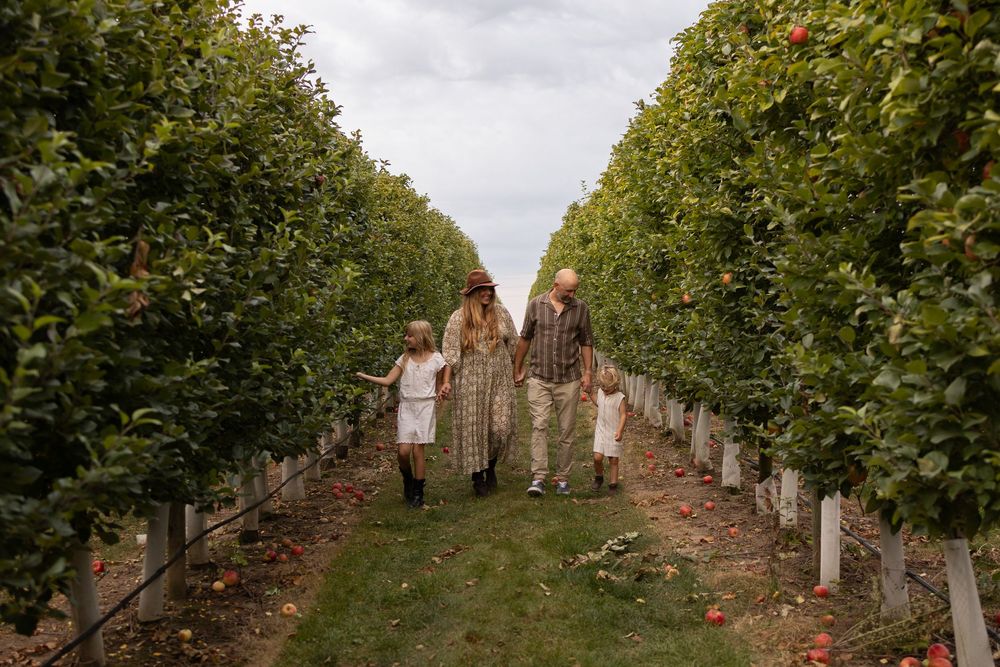 A row of grape vines stretches into the distance at a vineyard with workers tending to the harvest in Elmira Ontario